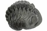 Stunning Enrolled Drotops Trilobite - Over Around #190412-2